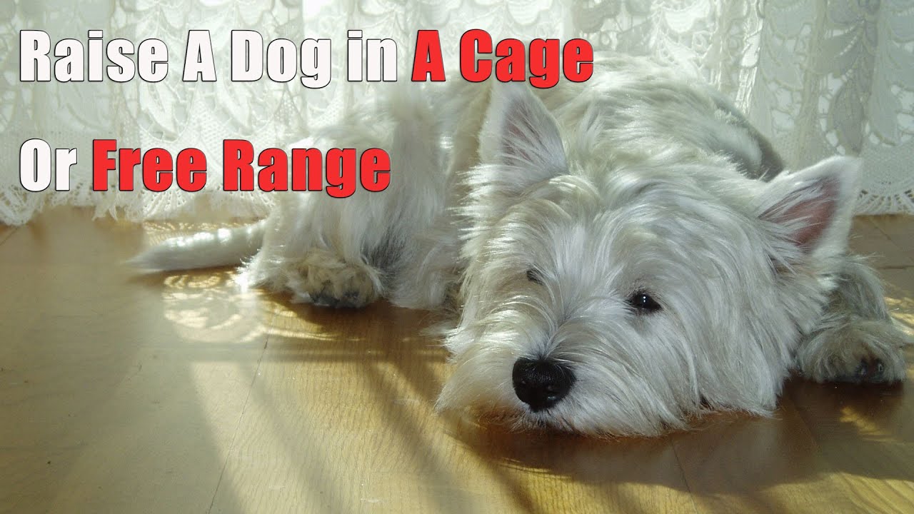 Is It Better to Raise the Dog in A Cage or Free Range A Must see for