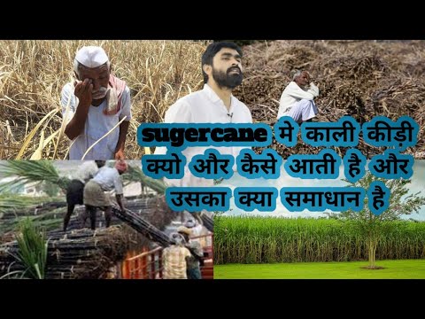 वीडियो: पारिवारिक नग्नता का क्या अर्थ है?