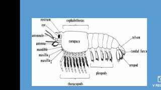 Subphylum crustacea of arthropoda