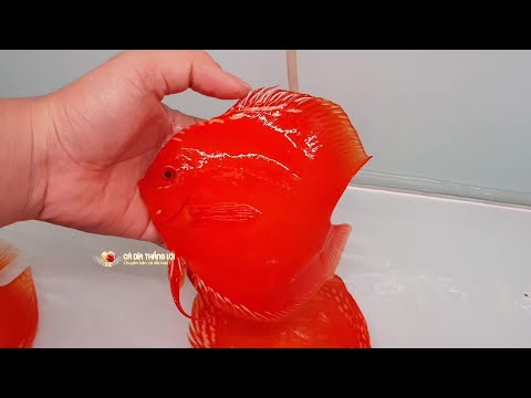 Video Cá Dĩa Full Red Abino, Beo Xanh, Bồ Câu Xanh, Xanh... - youtube