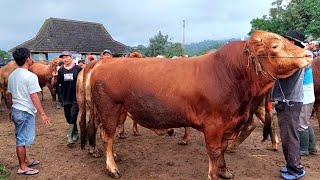 Limousin Monster Harga Murah Pasar Sapi Plaosan Magetan