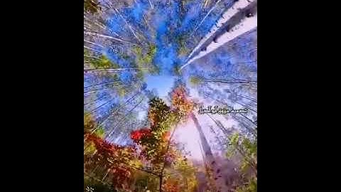 سورة الفجر بصوت القارئ الشيخ، خالد الجليل