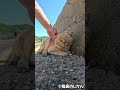 青空の下、優しくなでられて最高に気持ちよさそうな表情を浮かべるコムコム #猫 #cat
