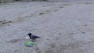 181124 2 HELLO DARKNESS KARATHONA BEACH