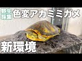 野生採集色変アカミミガメの新環境を立ち上げます 1ヶ月成長記録 