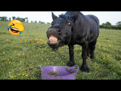 Funny Animals Doing Things That Make Zero Sense