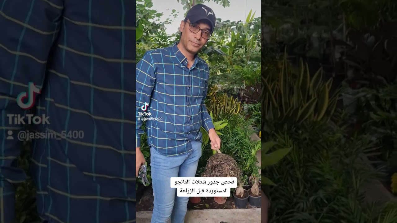 فحص جذور شتلة المانجو . #زراعة #البحرين #الخليج_العربي #مانجو