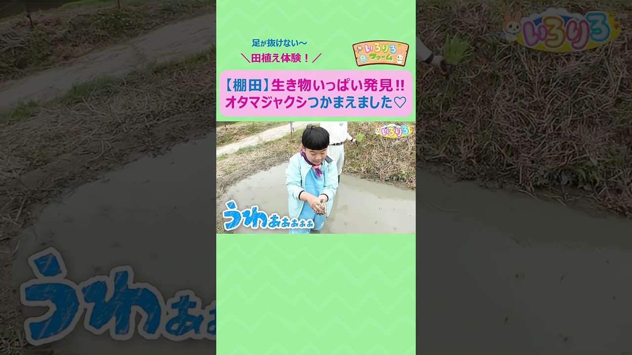 【ytvいろりろ】棚田で田植え体験🌾オタマジャクシをつかまえて大興奮!🐸💨