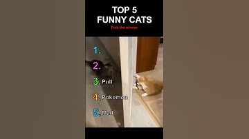 TOP 5 FUNNY CAT CLIPS😹 #funnycats