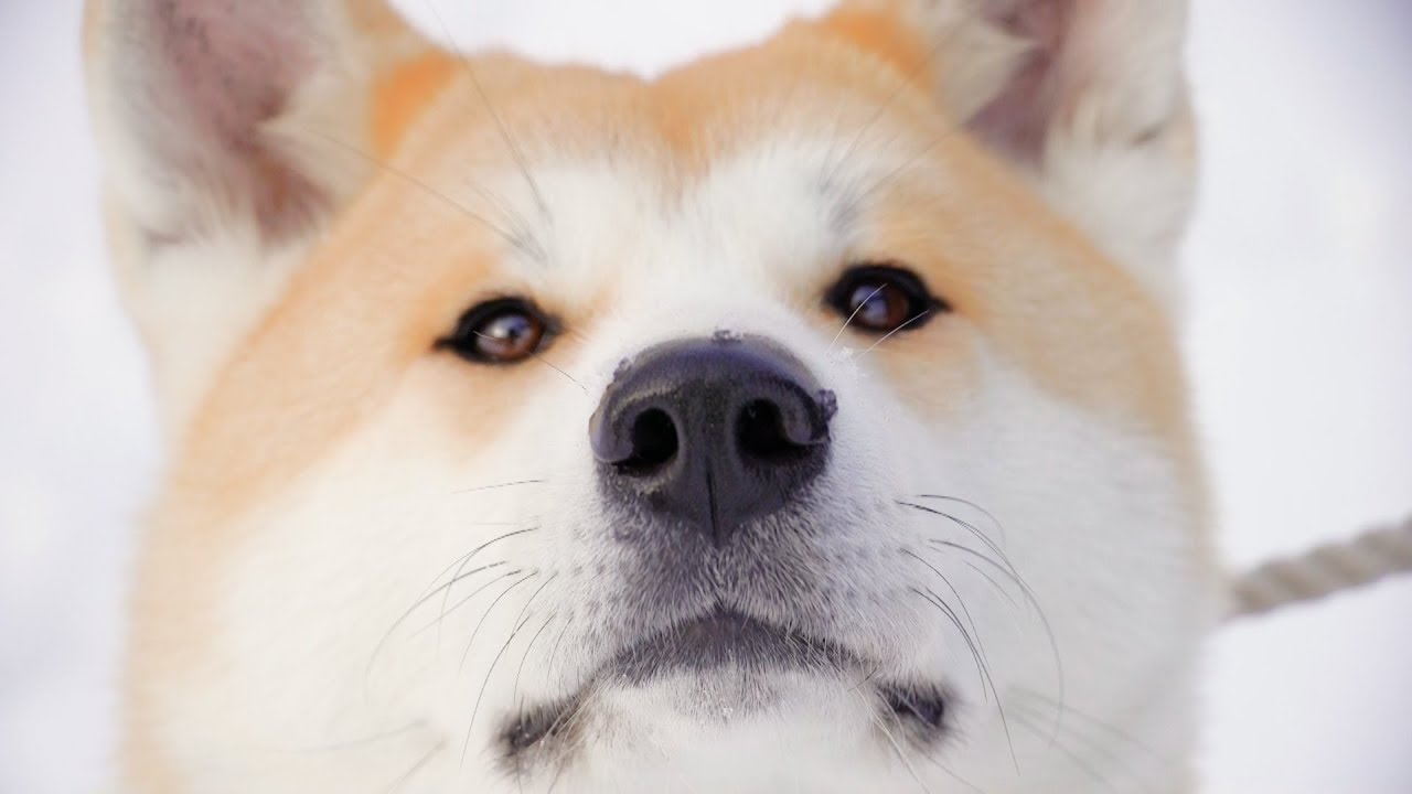 “Dog View” from Akita-inu, home of Japan’s adorable Akita dogs / 秋田犬がふるさとをストリートビュー