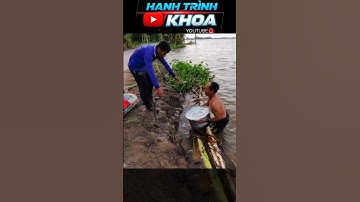 đổ dớn hàng trăm kí cá #hanhtrinhkhoa #fishing #angiang #mientay