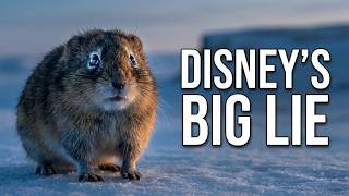 The Lemming Suicide Myth That Fooled the World