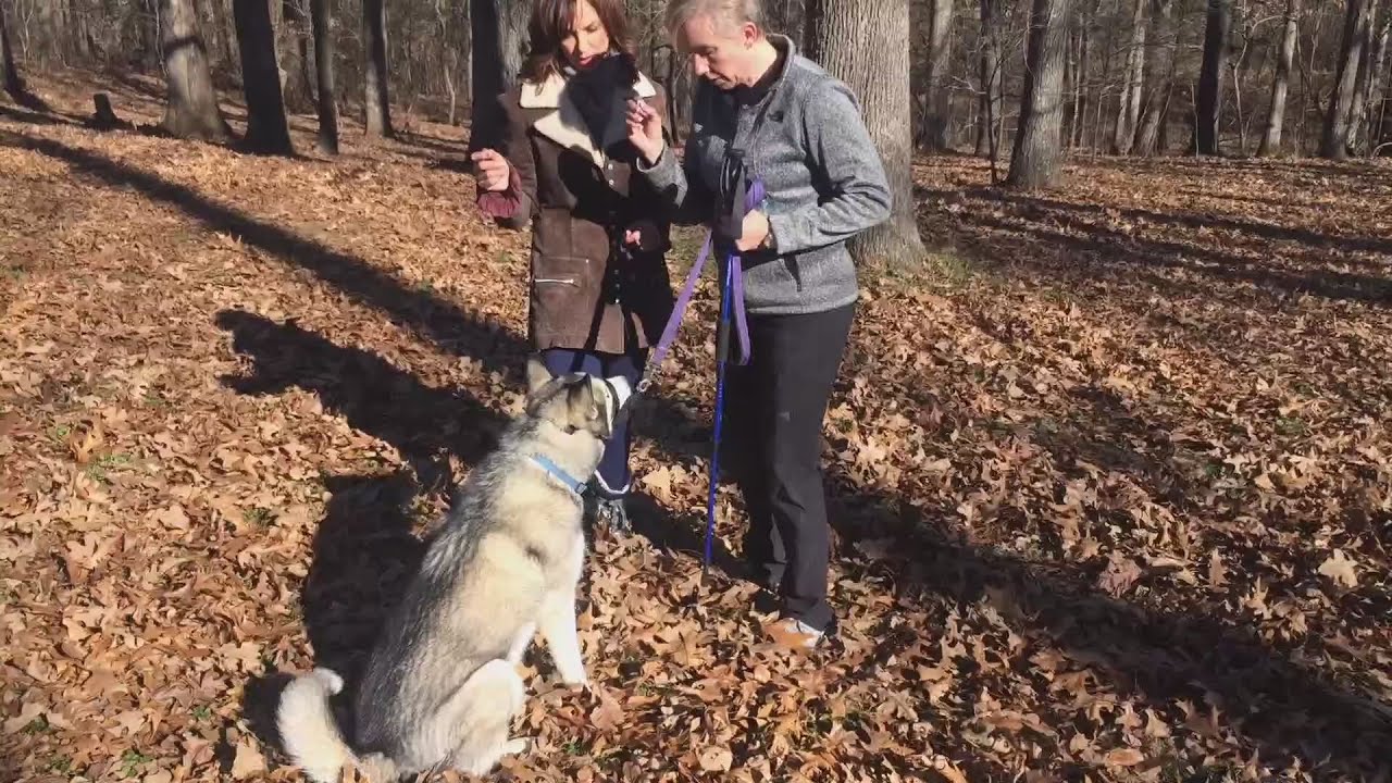 Ozarks FOX AMSidekick Dog Training01/22/20 YouTube