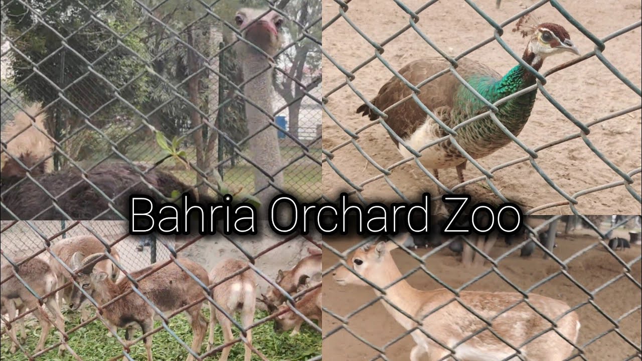 Bahria Orchard Zoo | Lahore zoo | Bahria town