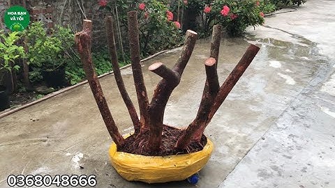 Bệ sim rừng hoa tím rễ nhiều bầu to(500k)