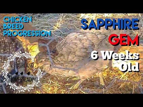 Sapphire Gem: Chicken