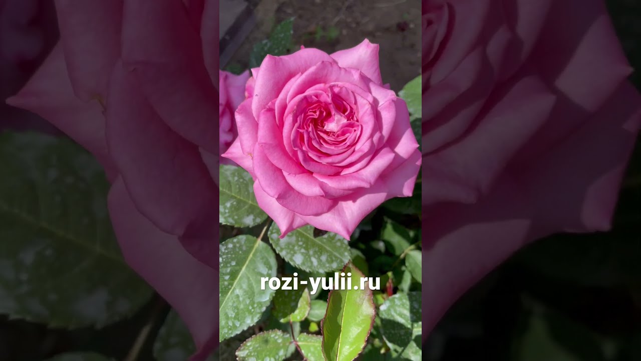 Купить Саженец Розы Эшли В Туле