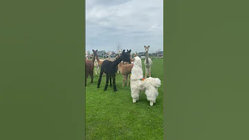 Alpaca Imposter ViralHog 