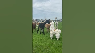 Alpaca Imposter || ViralHog