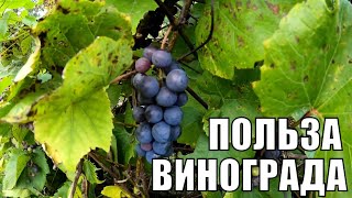 Виноград – не град: не бьет, не валит, а на ноги ставит. Виноград содержит ресвератрол