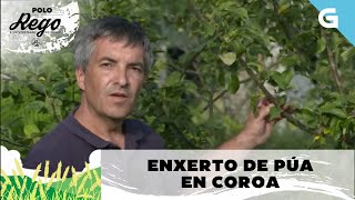 Como facer un enxerto de púa en coroa