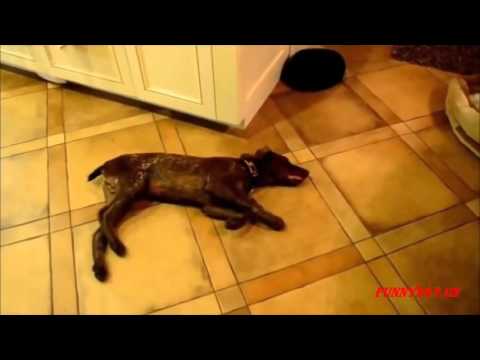 Funny Dog Sleepwalking In The Dream