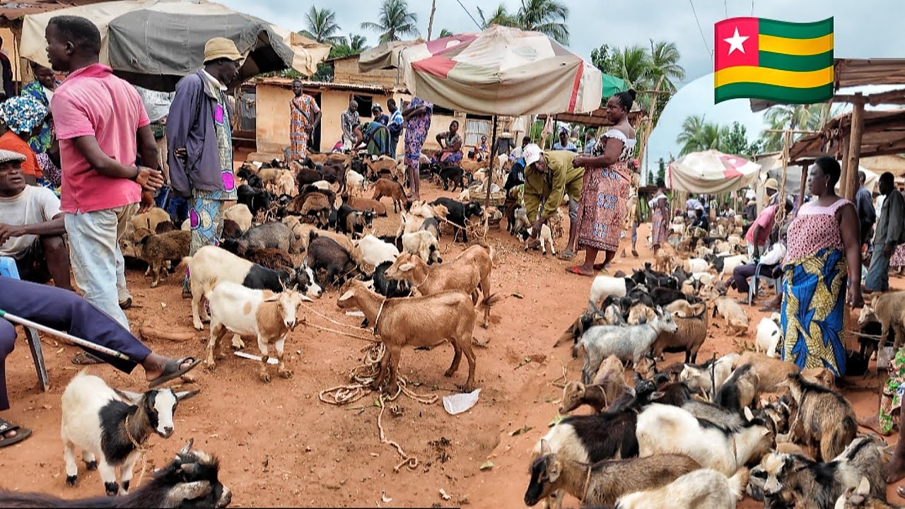 Rural village market day in Anfoin Togo west Africa. Cheapest cattle market in Togo 🇹🇬