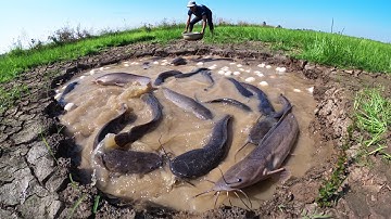 Wow Top Video Top Amazing - A skills man catch a lot of fish and pick eggs in a pool by skills hand