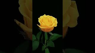 Download Lagu Aayiram Malargale #Instrumental #music #ilaiyaraaja #shorts MP3 Download Lagu Aayiram Malargale #Instrumental #music #ilaiyaraaja #shorts MP3