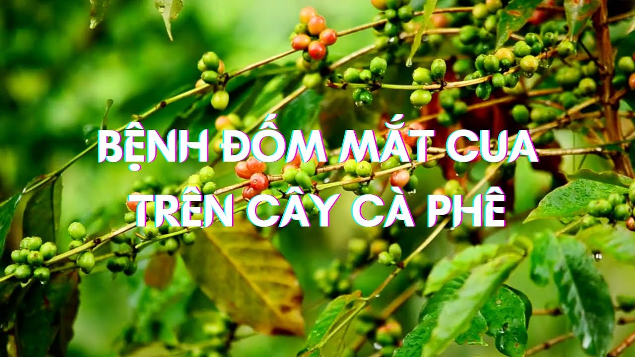 Outline Video PHÒNG TRỊ BỆNH ĐỐM MẮT CUA TRÊN CÂY CÀ PHÊ