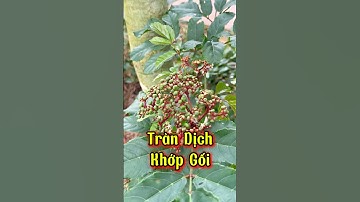 Tràn dịch khớp gối dùng cây gối hạc này hết dịch rất nhanh. #shortvideo