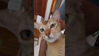 Shy cat Meowing for life ❤️