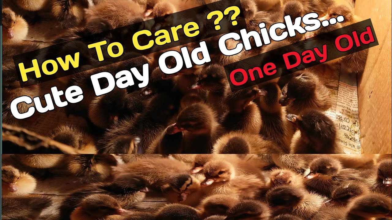one-day-old-chicks-how-to-care-one-day-old-chicks-baby-chicks-for