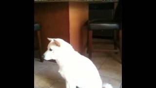 Fixed Gear Arics New Bike