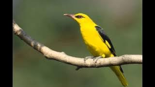 suara burung kepodang pemikat mp3 (golden orioles)