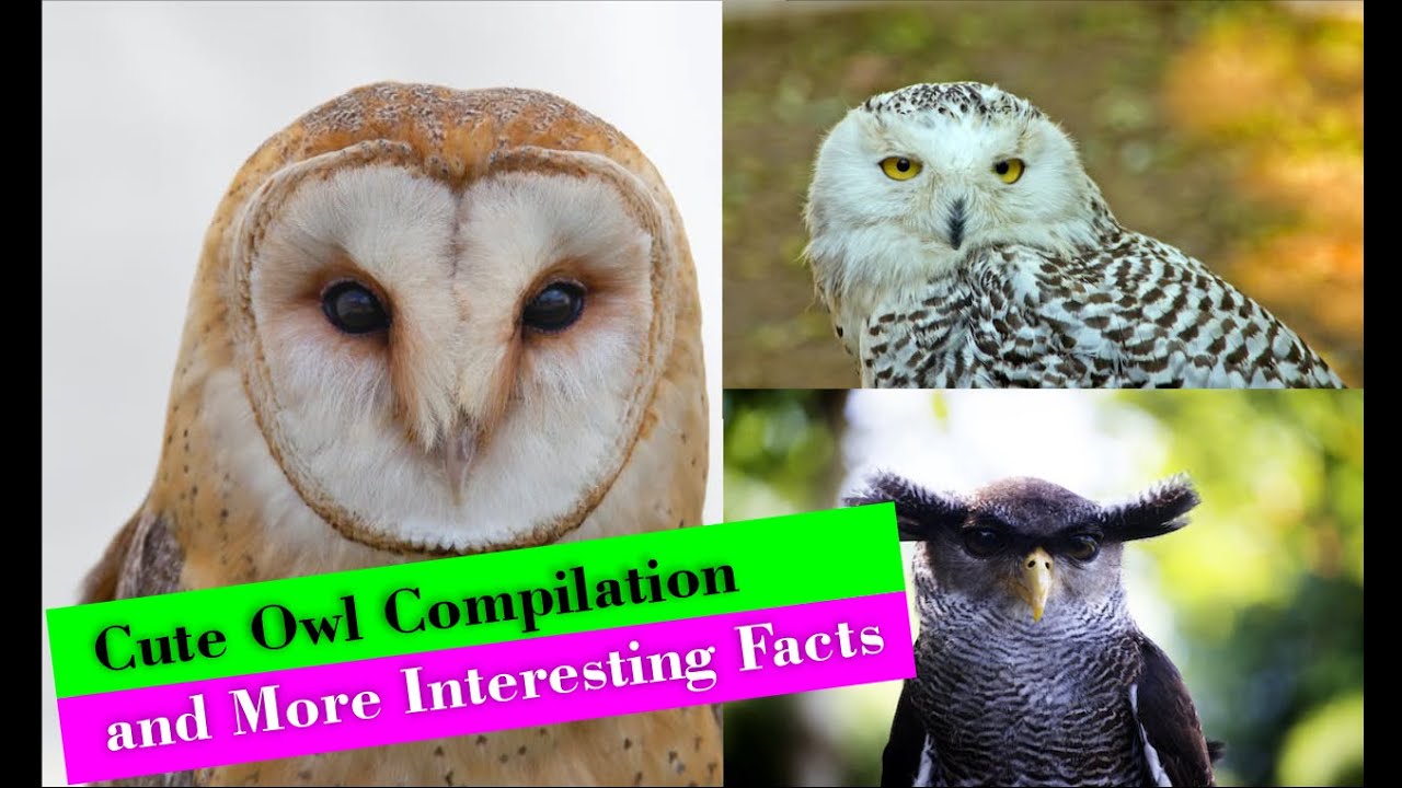 Owl CUTE PET OWL COMPILATION and more interesting true facts about