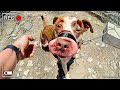 When Cops Rescue Pets From Evil People