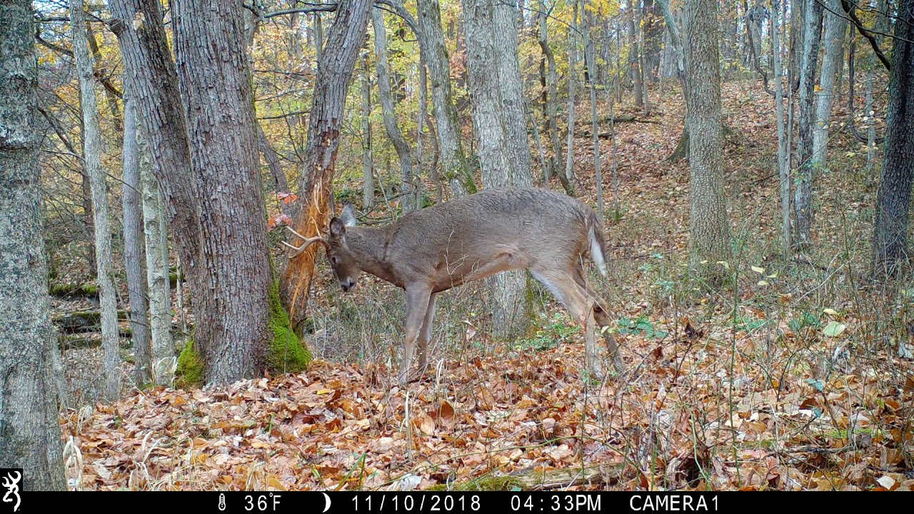 Browning Trail Cameras 8 Point Buck Rubbing on a Tree YouTube