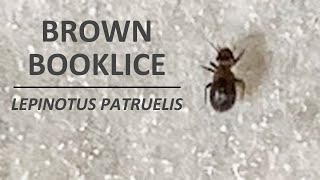 Bed bugs or just brown booklice Lepinotus patruelis?