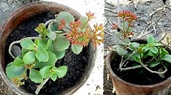 পাথরকুচি টবে প্রতিস্থাপন ও পরিচর্যা/American life plant in pot/বৈজ্ঞানিক নামঃKalanchoe pinnata.