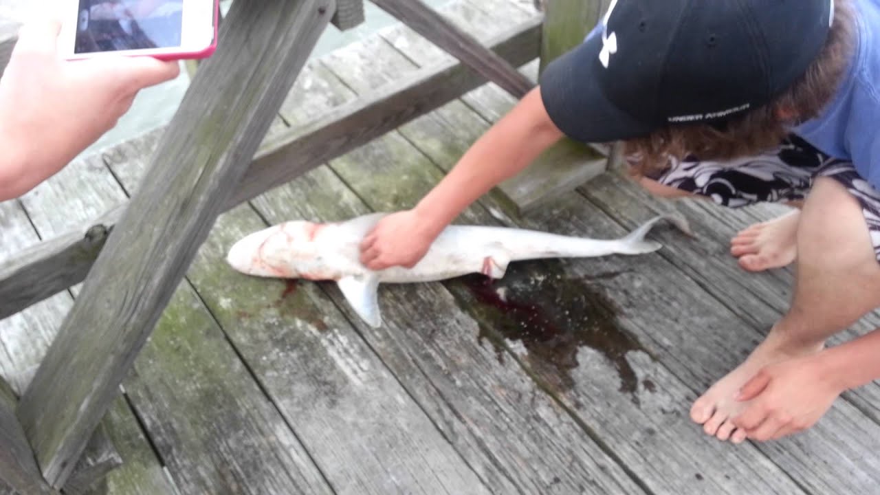 Whitetip shark giving birth YouTube