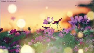 演员 薛之谦 Music Box Cover Yan Yuan Xue Zhi Qian Instrumental Music Relaxing BGM Piano Music Lullabies🎵