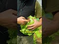 Guarda che bella insalata che ho raccolto!