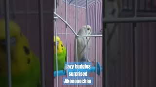 Budgies Peppa and George surprised ?? Jikooooochan with this move