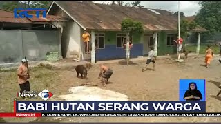 Babi Liar Menyerang Warga di Pemalang, 3 Warga Terluka - SIS 26/05