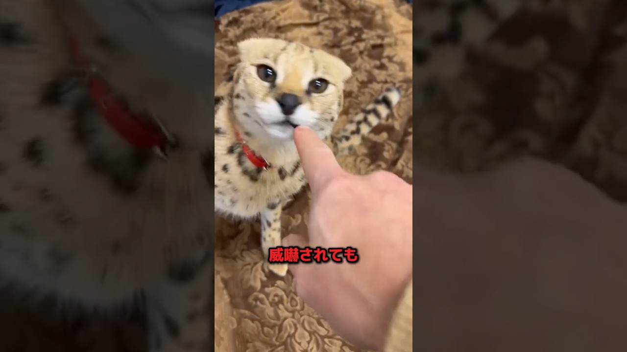 A Wild-Looking Pet Cat - YouTube