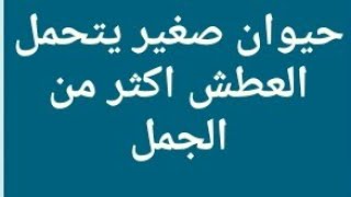 حيوان صغير يتحمل العطش أكثر من الجمل من 3 حروف Youtube