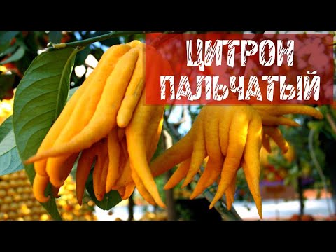 Video: Voňavá Citronová Tráva - Citronella