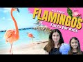 Flamingo Facts Quiz