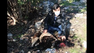 Pitbull Köpekler Ağıldaki Koyunlara Saldırdı 6Sını Telef Etti